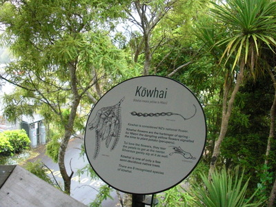 kowhai